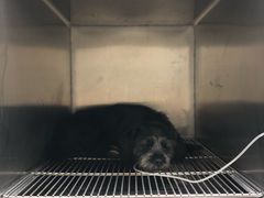 -爱侣·安琦尔宠物医院·中兽医针灸·心内科·狂犬免疫点(宝山区院)