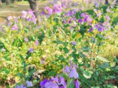 -广富林郊野公园