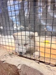 -酷嗒动物文化乐园(cutezoo西溪乐天城店)