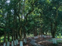 -张坝桂圆林公园