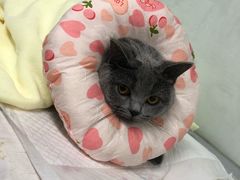 -达爱动物医院·犬猫分区·CT·复杂眼科(远洋山水分院)