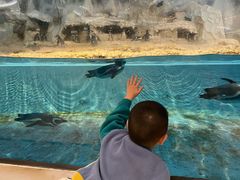 -帝企鹅自助餐厅•儿童岛•真企鹅(长隆企鹅酒店)