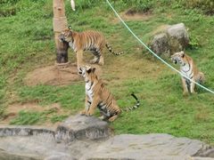-龙岩梅花山虎园