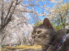 -天王浮山樱花园