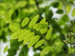 -湘子庙