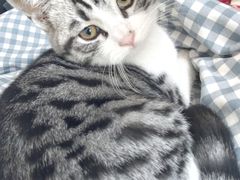 -宠福鑫康馨动物医院·骨科·眼科