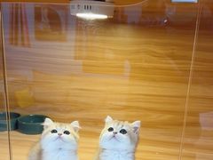 -猫十亿·布偶金渐层·曼基康矮脚猫舍(青年路店)