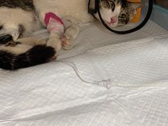 -荔康动物医院(康王北路店)