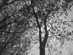 -大兴滨河森林公园