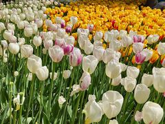 -洛阳郁金香牡丹园