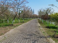 -上海海湾国家森林公园