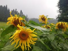 -武陵山森林公园