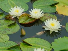 -国家植物园南园