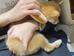 -逗柴咖啡屋·狗咖猫咖宠物桌游