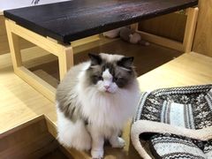 -滚猫咖啡·猫咖·猫友好撸猫(未来城店)