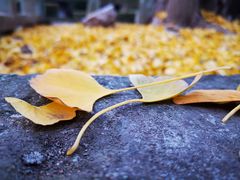 -上海佘山国家森林公园天马山园