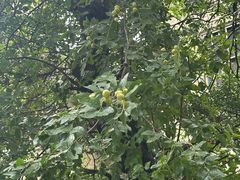 -上海蔡元培故居陈列馆