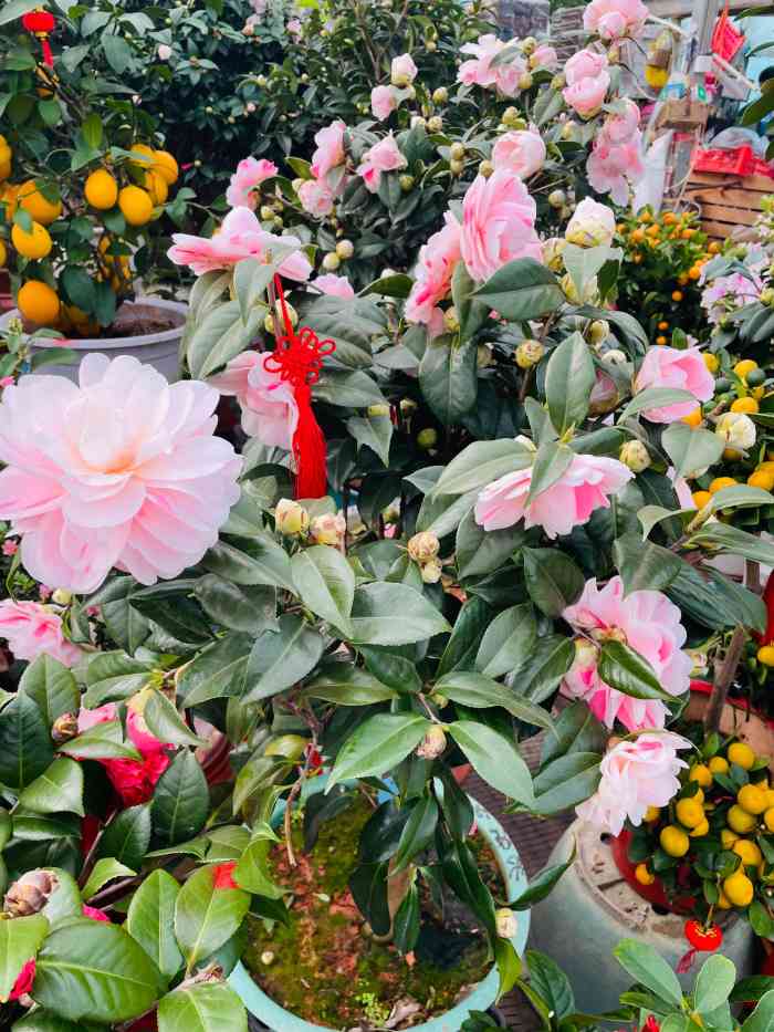 金地花卉大观园嘉茂鑫源绿植鲜花-"金地算是西二旗附近最大的花卉市场