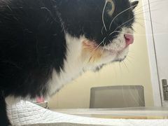 -纳吉亚猫专科动物医院博雅分院
