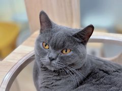 -有喵·猫咖·狗咖·30几只猫10只小狗(岗厦店)