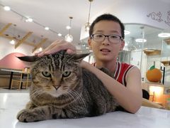 -喵园·猫主题咖啡厅·撸猫·猫咖(国贸店)