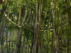 -扫雪煮茶(西村店)