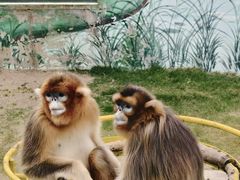 -西霞口神雕山野生动物世界
