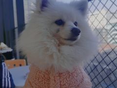 -怪兽屋·羊驼·猫咖·狗咖(俊华广场店)