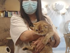 -楼上猫咖(罗湖店)