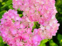 -上海滨江森林公园