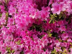 -南通博物苑-崇川人民公园