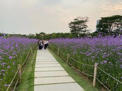 -深圳湾公园(南山区)