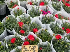 -龙大花卉苗木市场