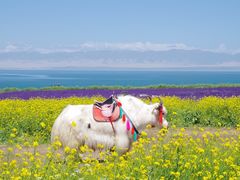 -青海湖国家重点风景名胜区
