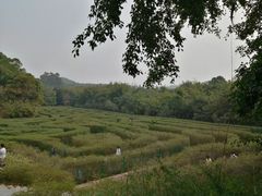 -大屏嶂森林公园