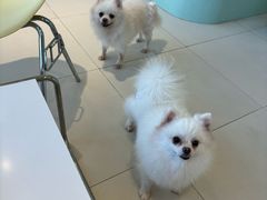 -怪兽屋·羊驼·猫咖·狗咖(俊华广场店)