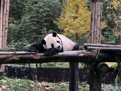 -都江堰中华大熊猫苑