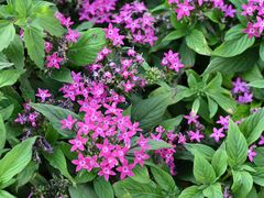 -深圳国际园林花卉博览园