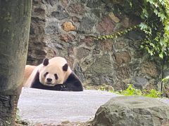 -都江堰中华大熊猫苑