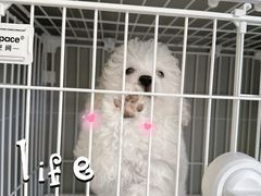 -翊宠yipet猫狗购宠庄园犬舍•猫舍