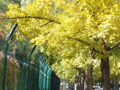 -三里屯东五街银杏大道