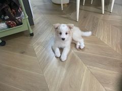 -翊宠yipet猫狗购宠庄园