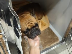 -北京派仕佳德动物医院·超导核磁·CT·神经科·骨科·内外科·急重症管理中心