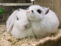-藦茜花园宠物主题亲子互动体验馆(国顺东路店)