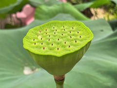 -云溪植物园