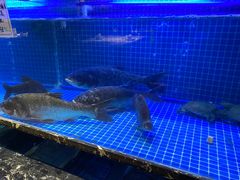-姜君·千岛湖鱼头馆(浦东大道店)