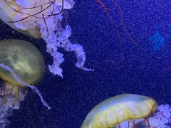 -珠海长隆海洋王国
