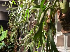 -自由生长植物工作室(深港花卉中心店)