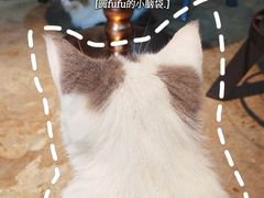 -more than meow吴止猫主题餐厅(承德 中船汇店)