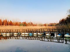 -溱湖国家湿地公园